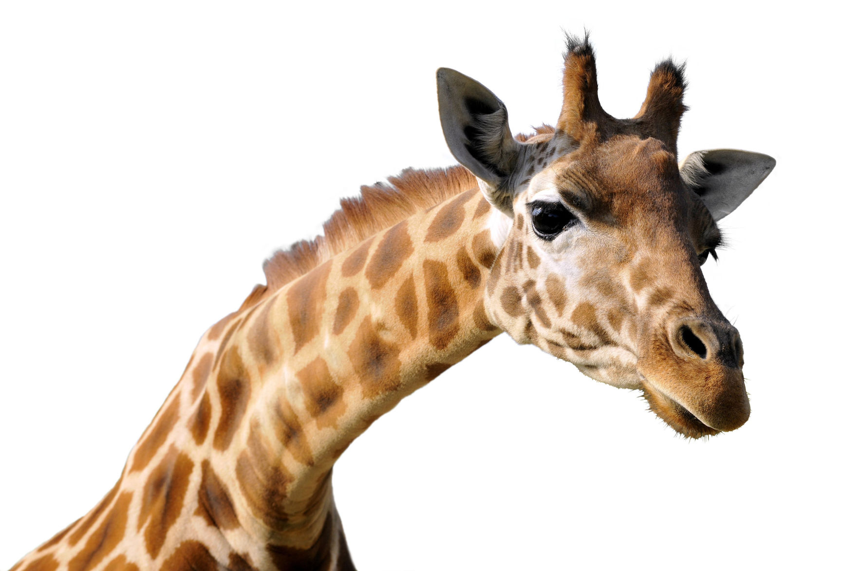 Zoo animal adoption
